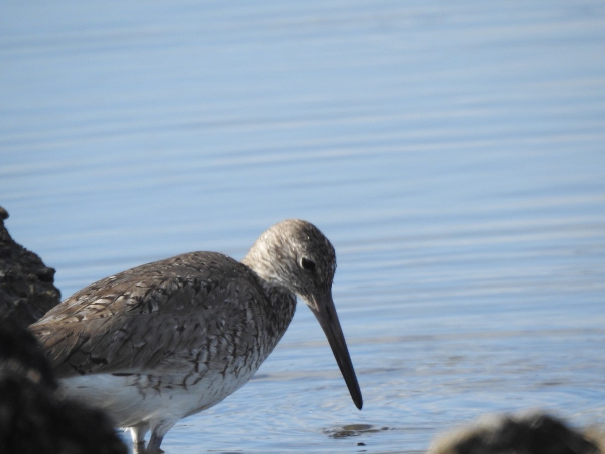 Willet - ML226604171