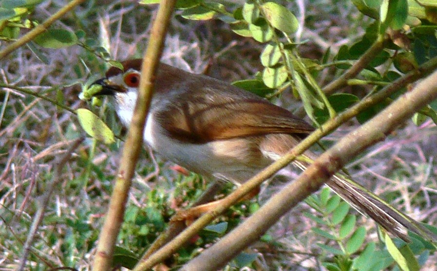 Yellow-eyed Babbler - ML22660481