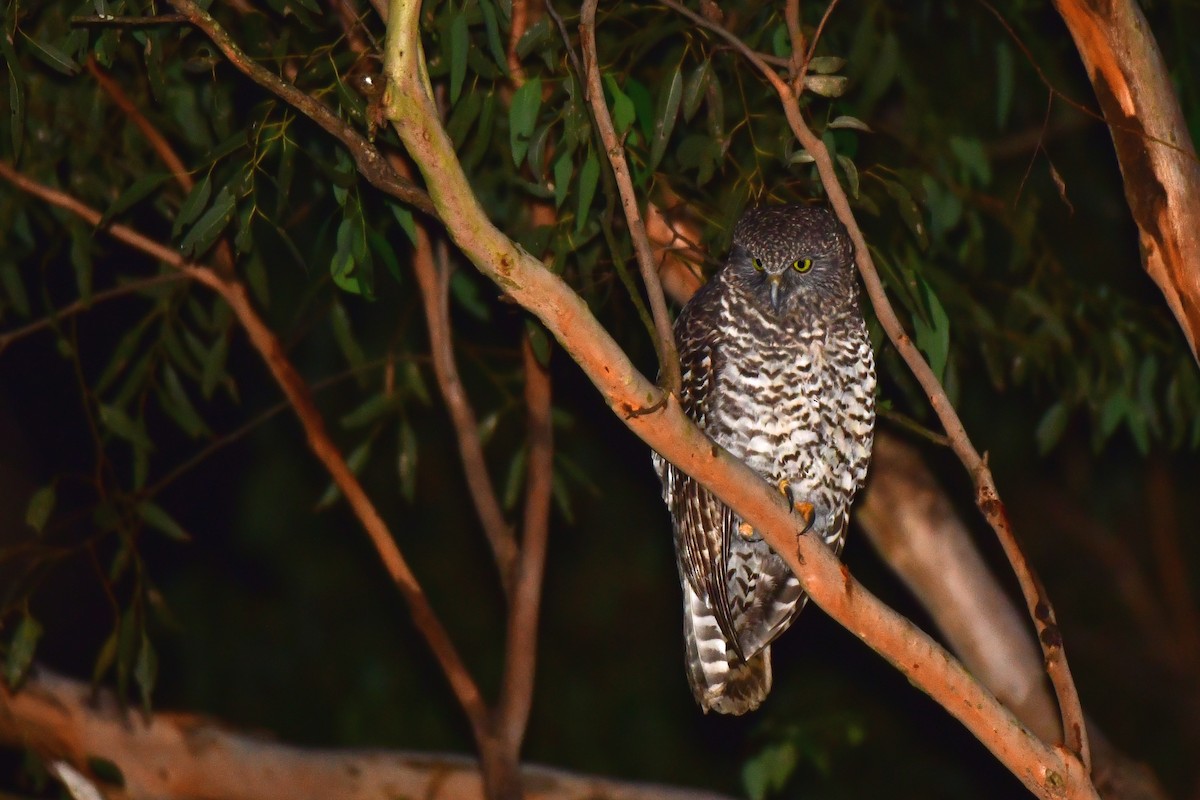 Powerful Owl - Adrian van der Stel