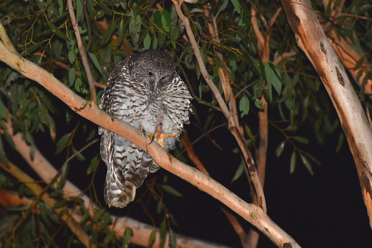 Powerful Owl - ML226606061