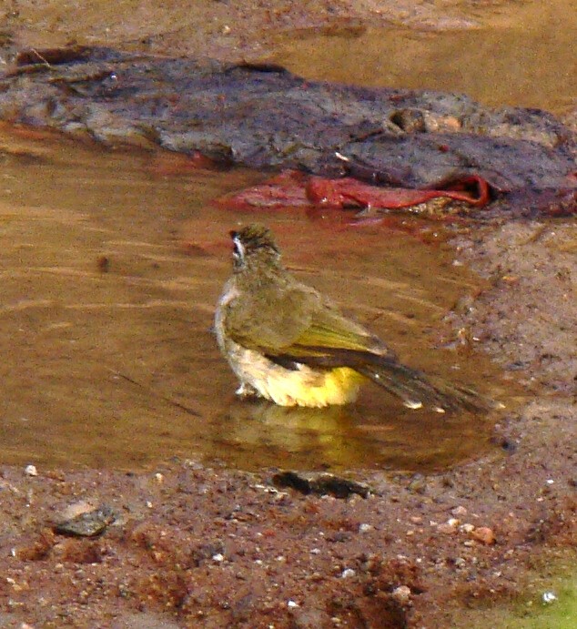 White-browed Bulbul - ML22660671