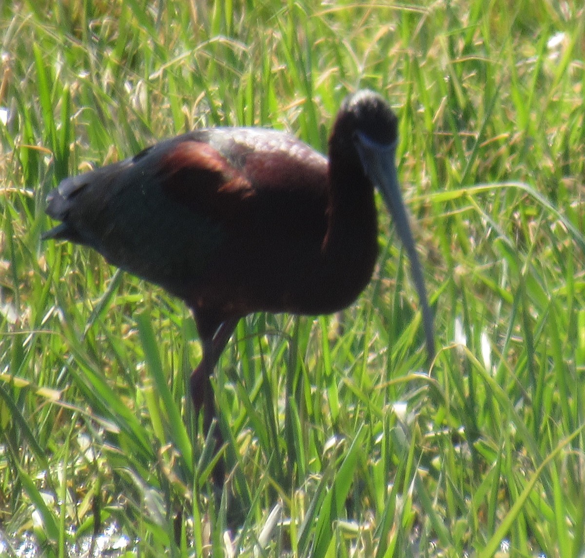 Glossy x White-faced Ibis (hybrid) - ML226607811