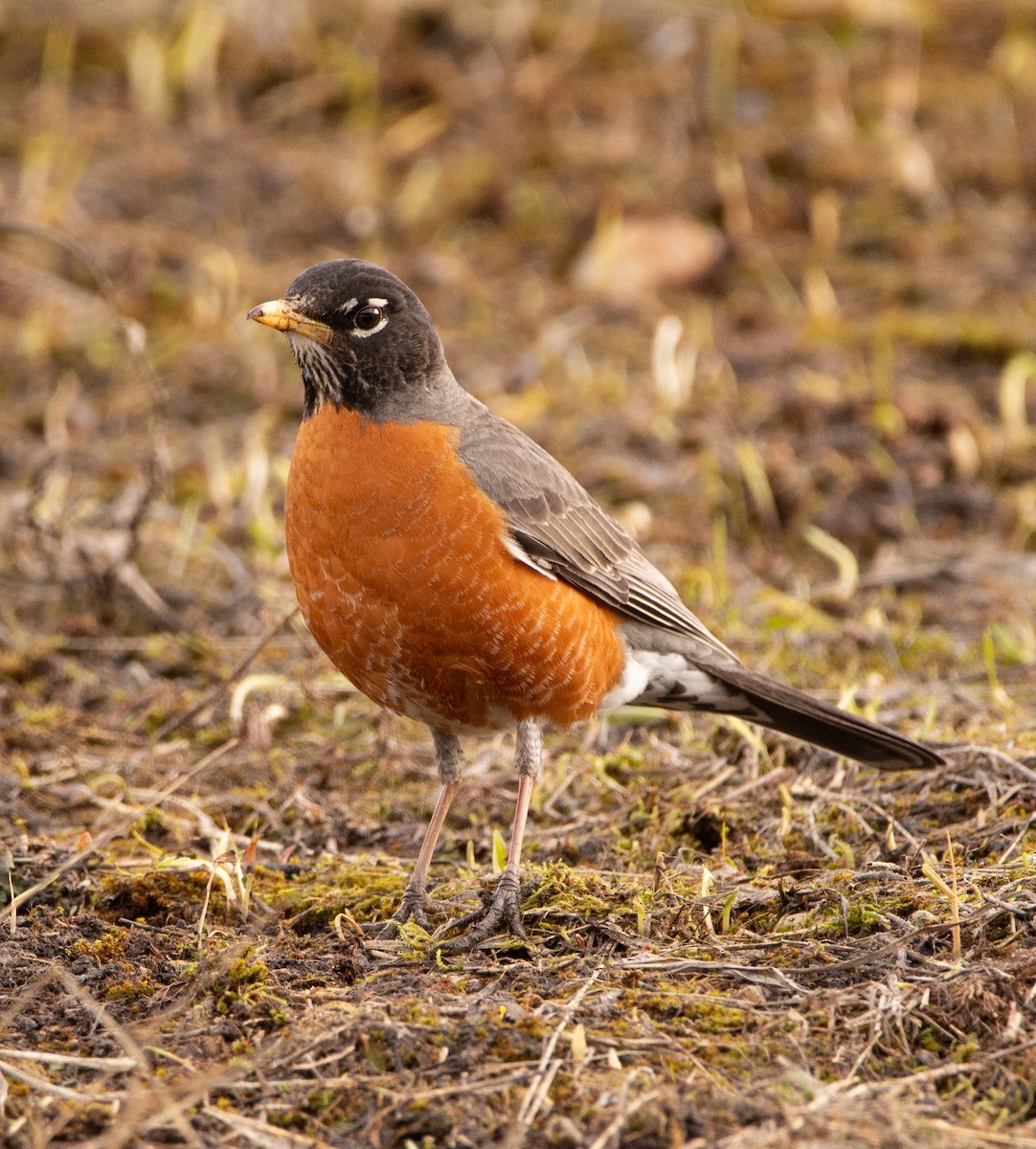 American Robin - ML226608061