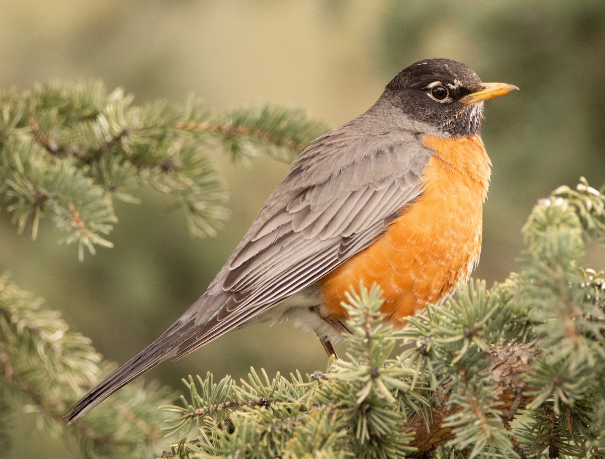 American Robin - ML226608501