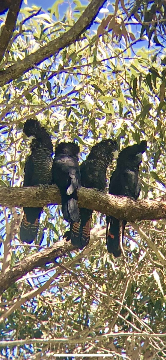 Red-tailed Black-Cockatoo - ML226609251