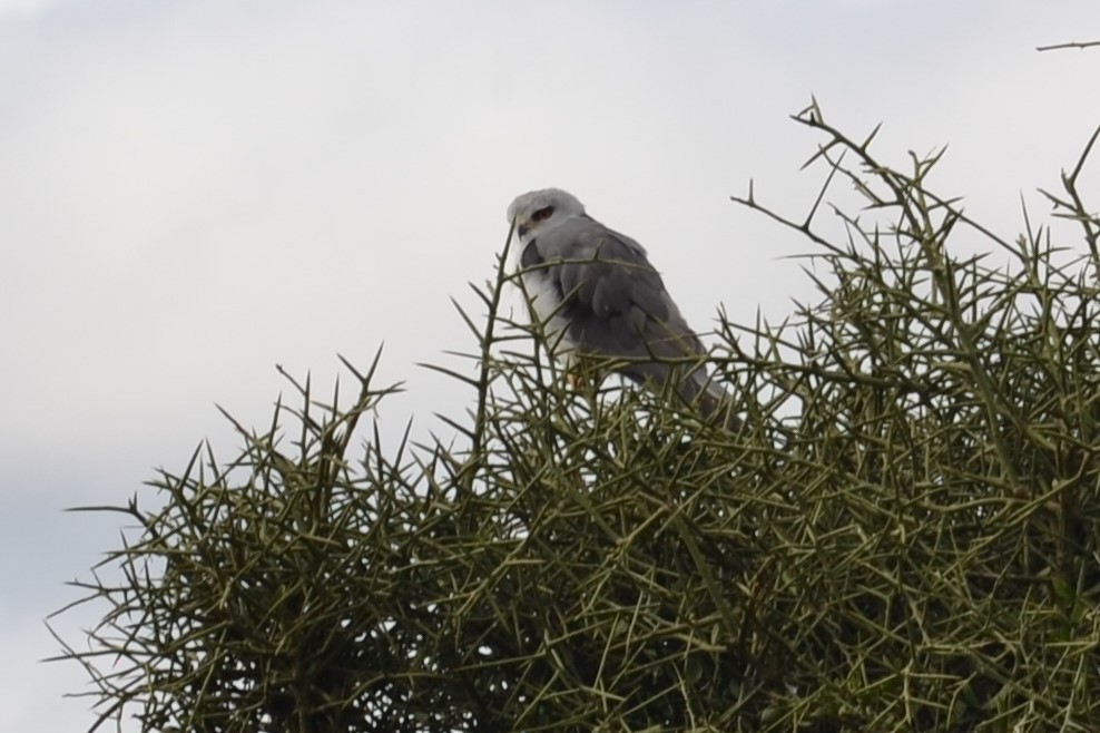 Black-winged Kite - ML226610101