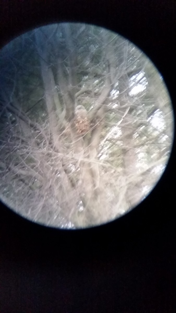 Great Horned Owl - ML226612011