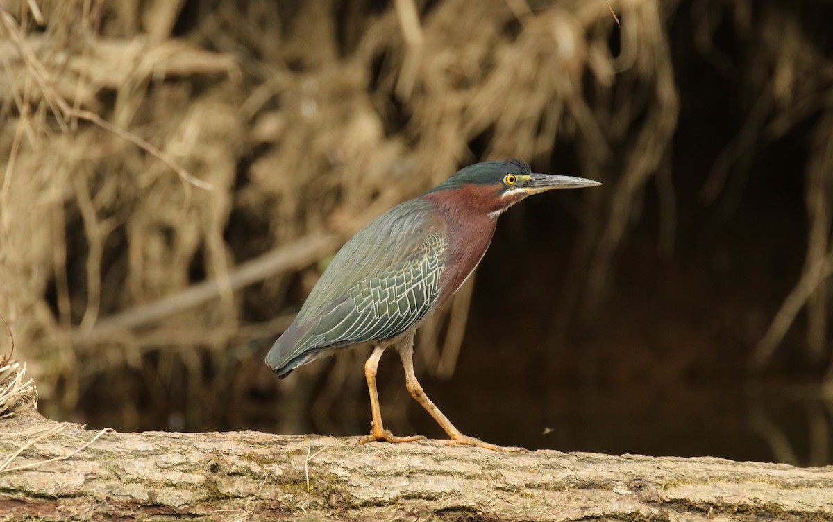 Green Heron - ML226613171