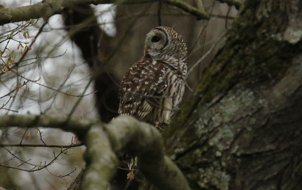 Barred Owl - ML226613271