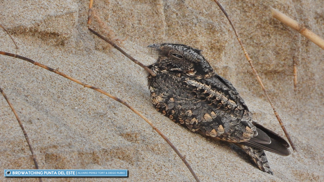 Band-winged Nightjar - ML226613931