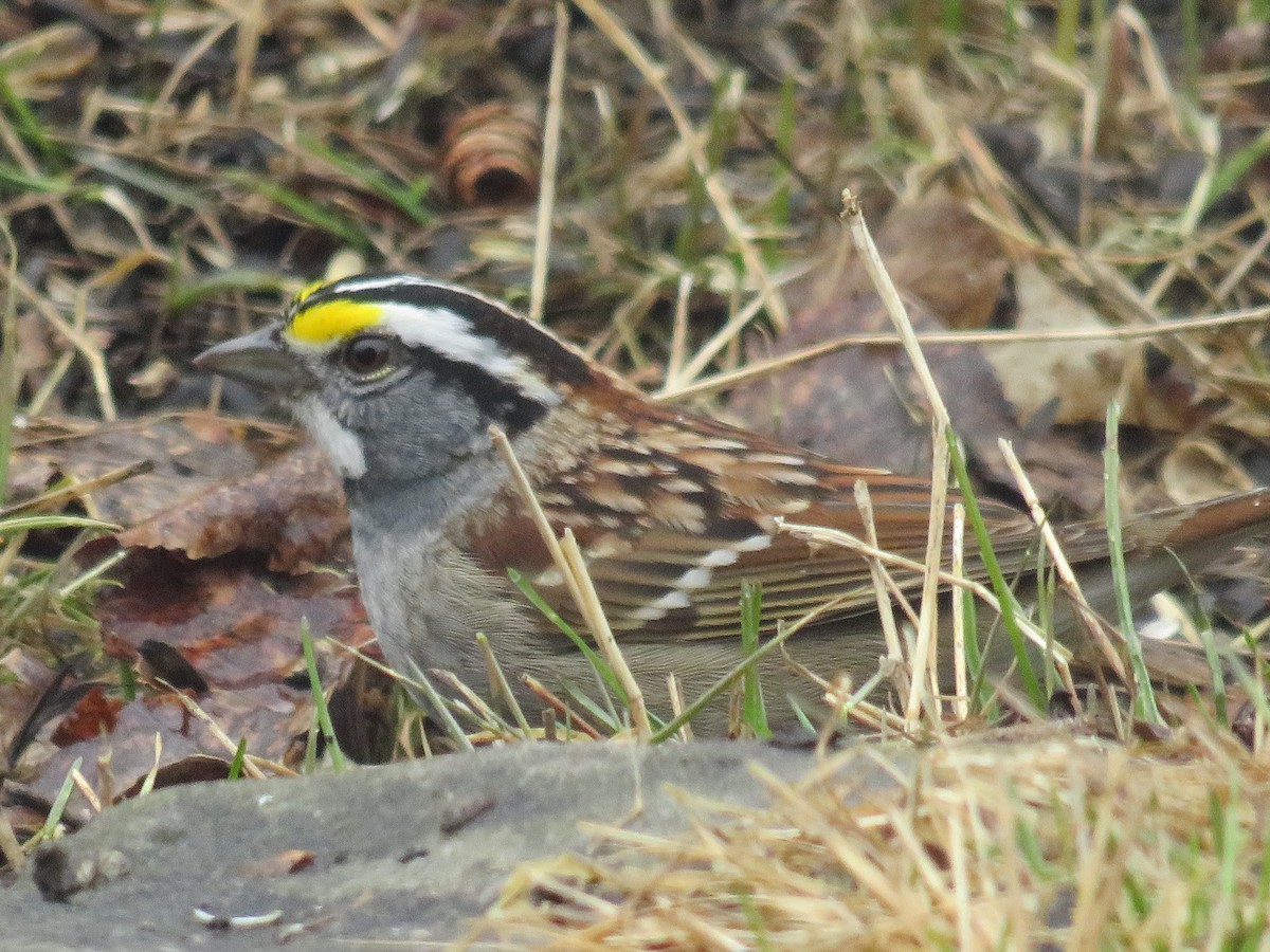 White-throated Sparrow - ML226614041