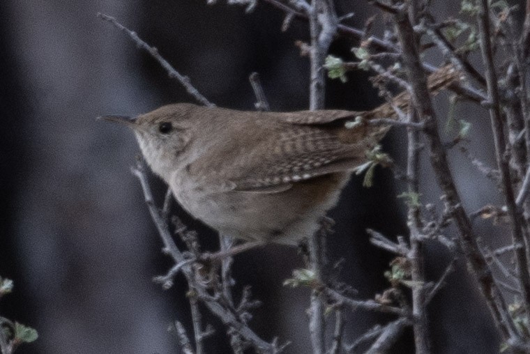 Northern House Wren - ML226614331