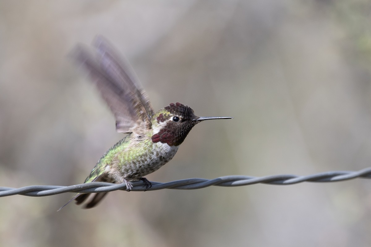 Anna's Hummingbird - ML226614361