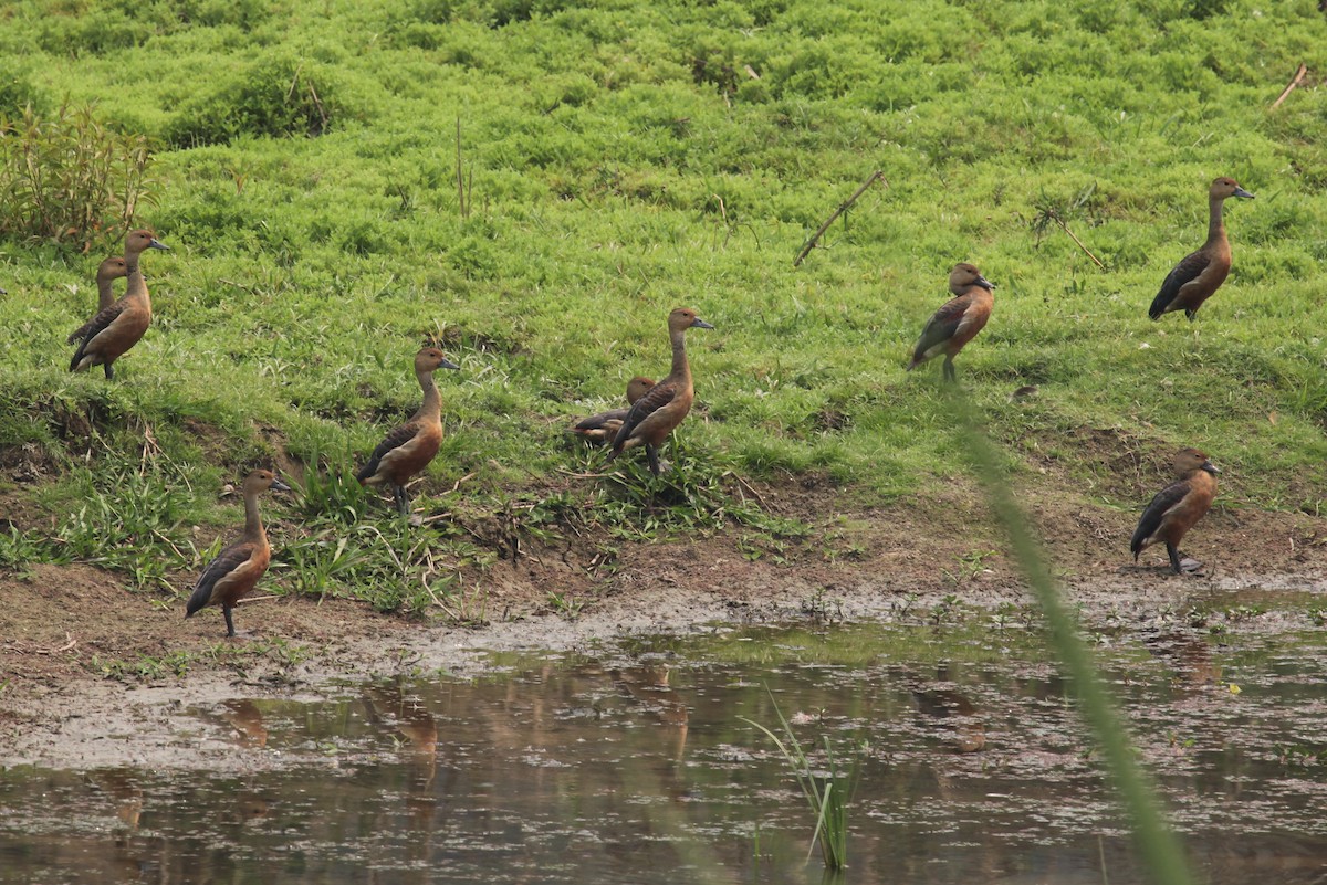 Lesser Whistling-Duck - Ron Hess