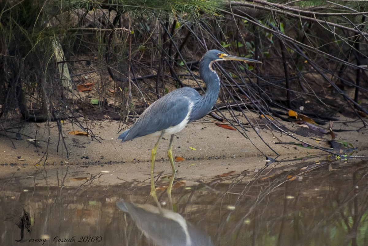 Tricolored Heron - ML22661561