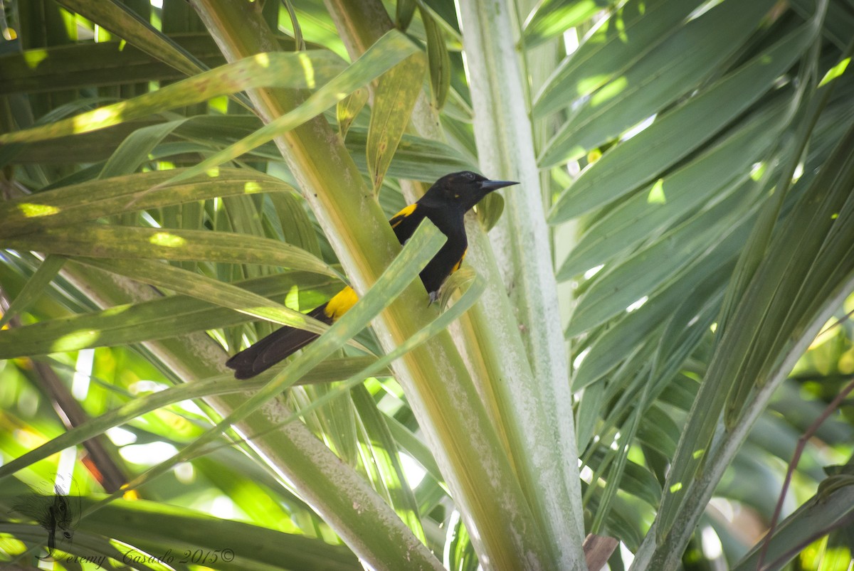 Puerto Rican Oriole - ML22661881