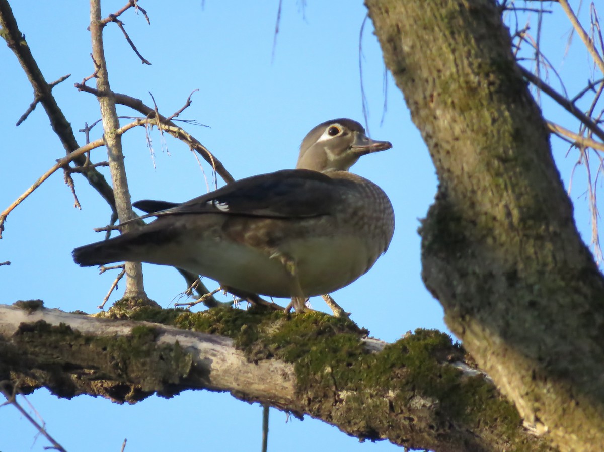 Wood Duck - Seth McComsey