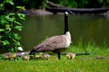 Domestic goose sp. (Domestic type) - ML226620951