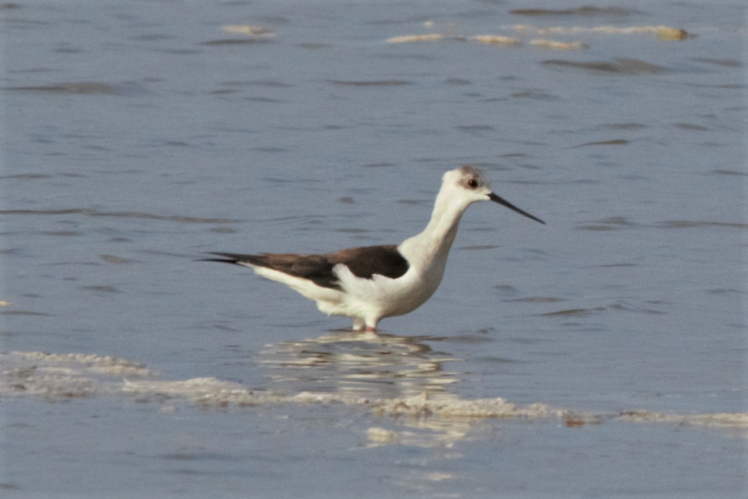 Black-winged Stilt - ML226621151