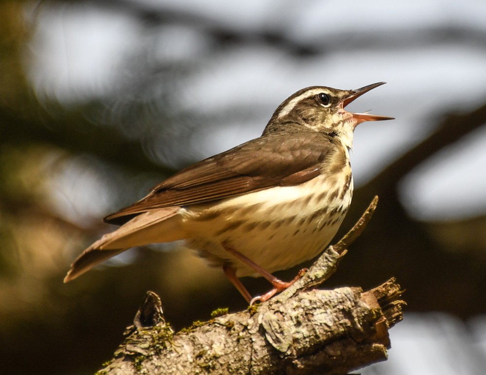 Louisiana Waterthrush - josh Ketry