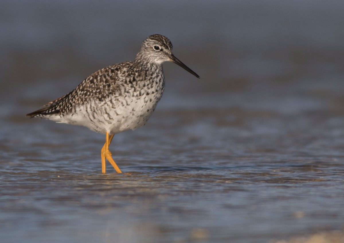 Greater Yellowlegs - ML226627391