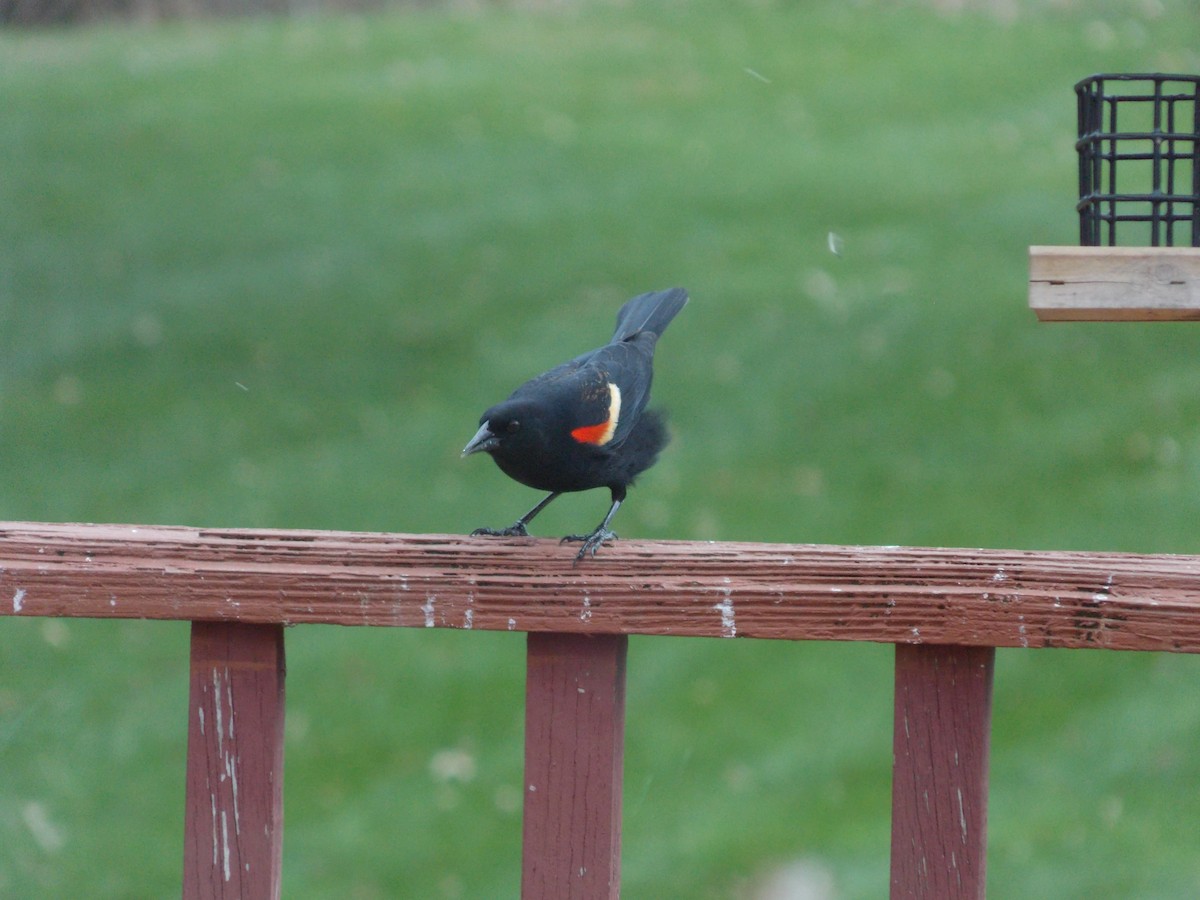 Red-winged Blackbird - Nicholas Daley