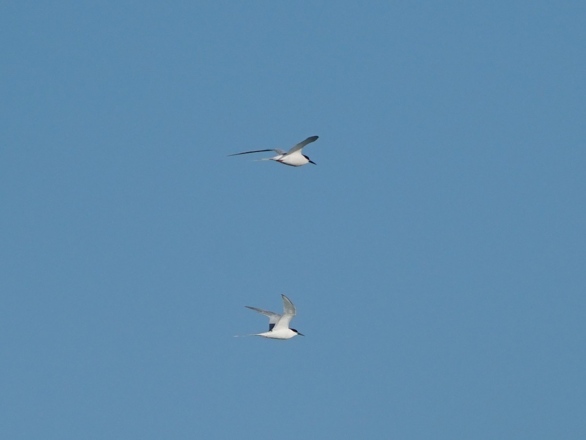 Roseate Tern - ML226627881