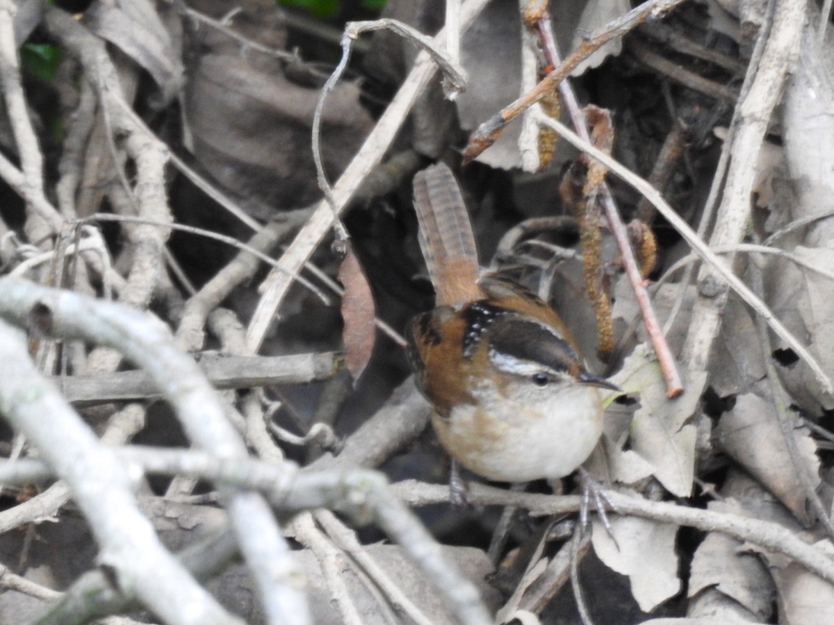 Marsh Wren - ML226628061