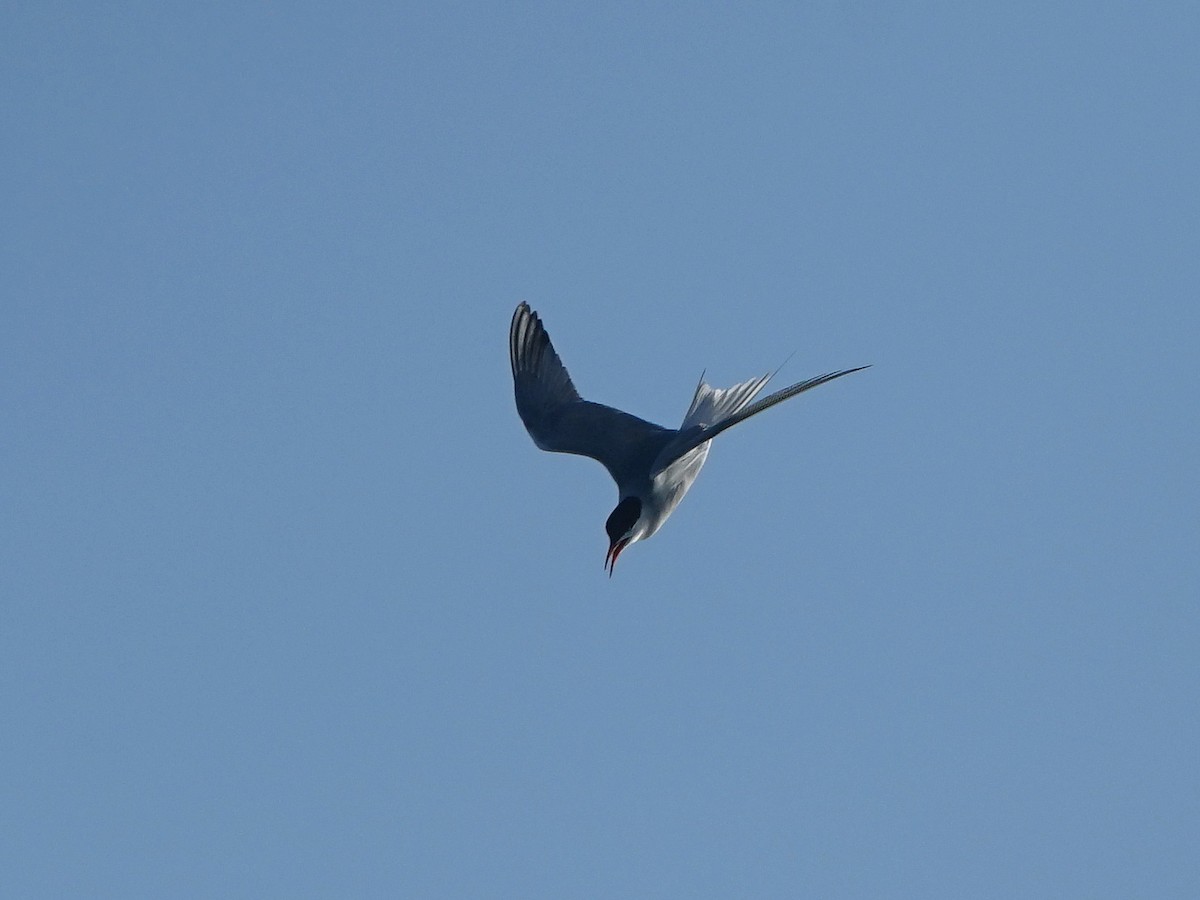 Common Tern - ML226628181