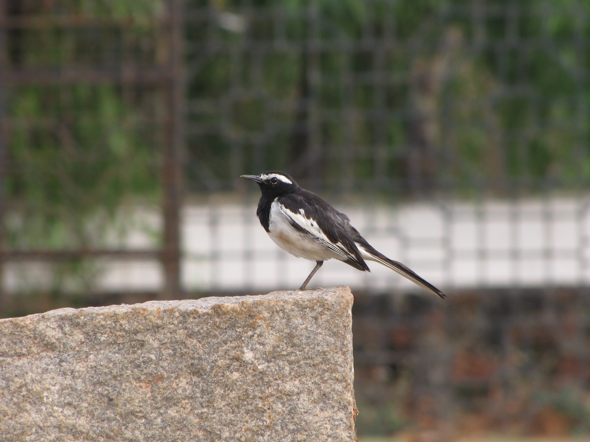 White-browed Wagtail - ML226628311