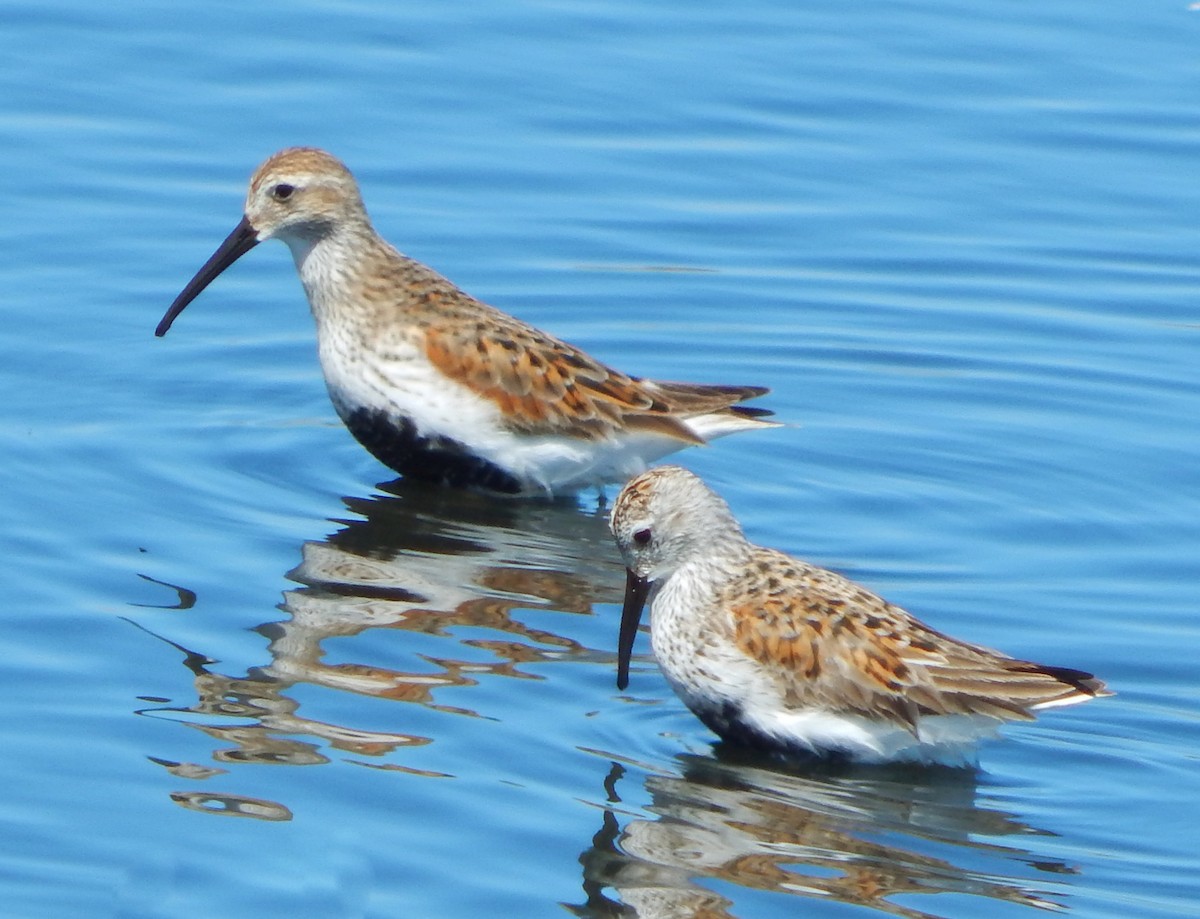 Dunlin - ML226628431