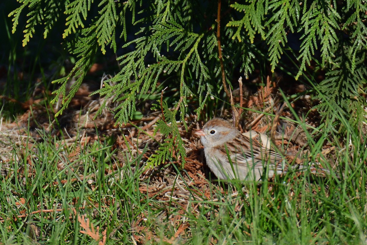 Field Sparrow - ML226629241