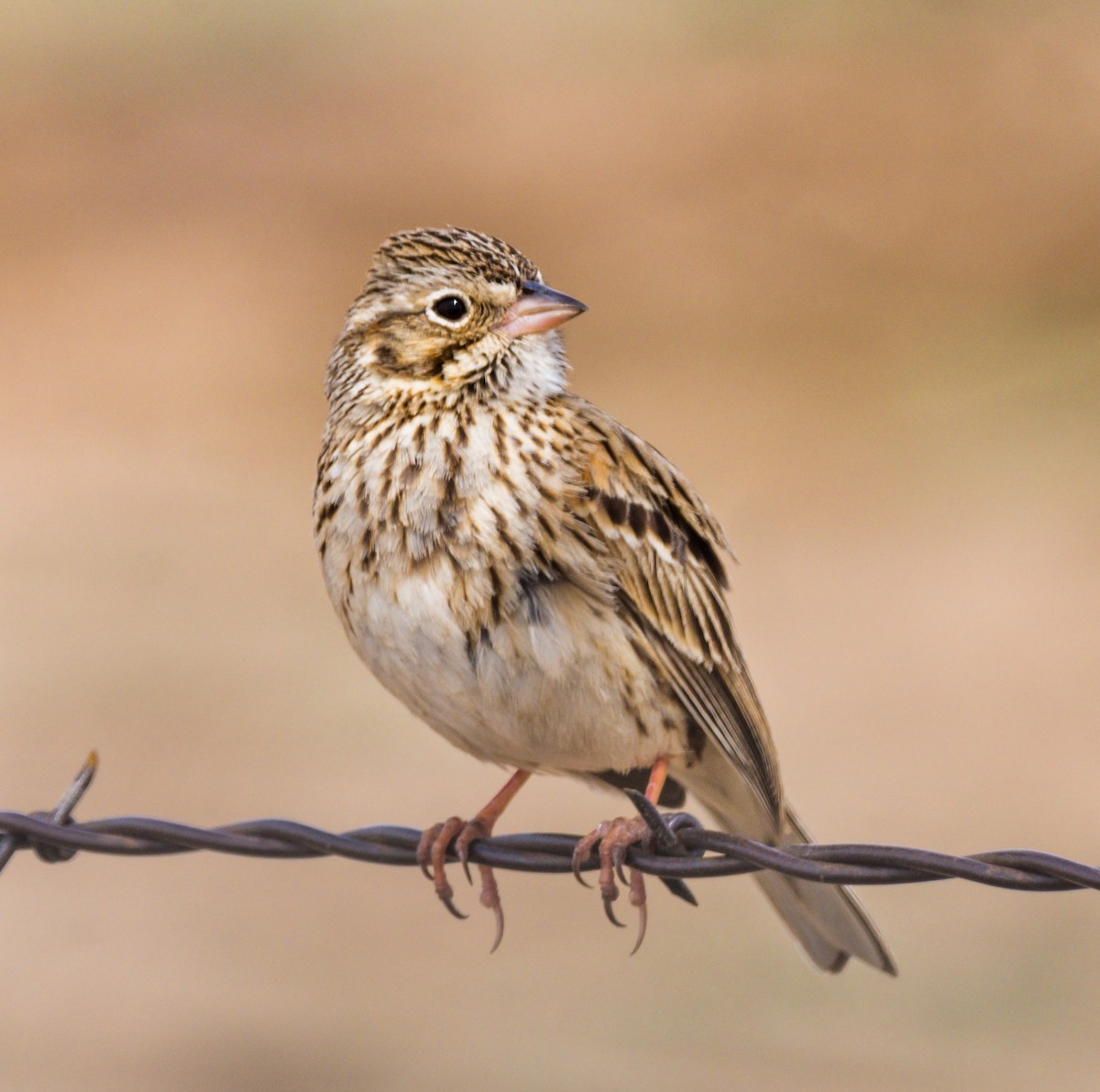 Vesper Sparrow - Jim Merritt