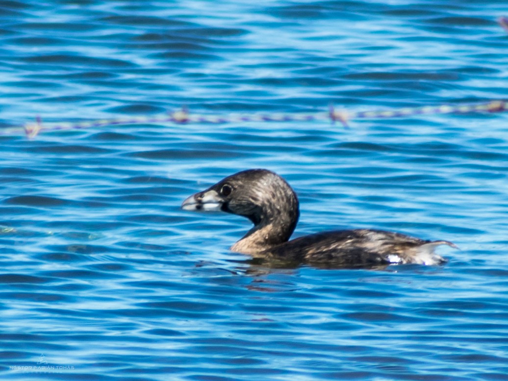 Pied-billed Grebe - ML226632061