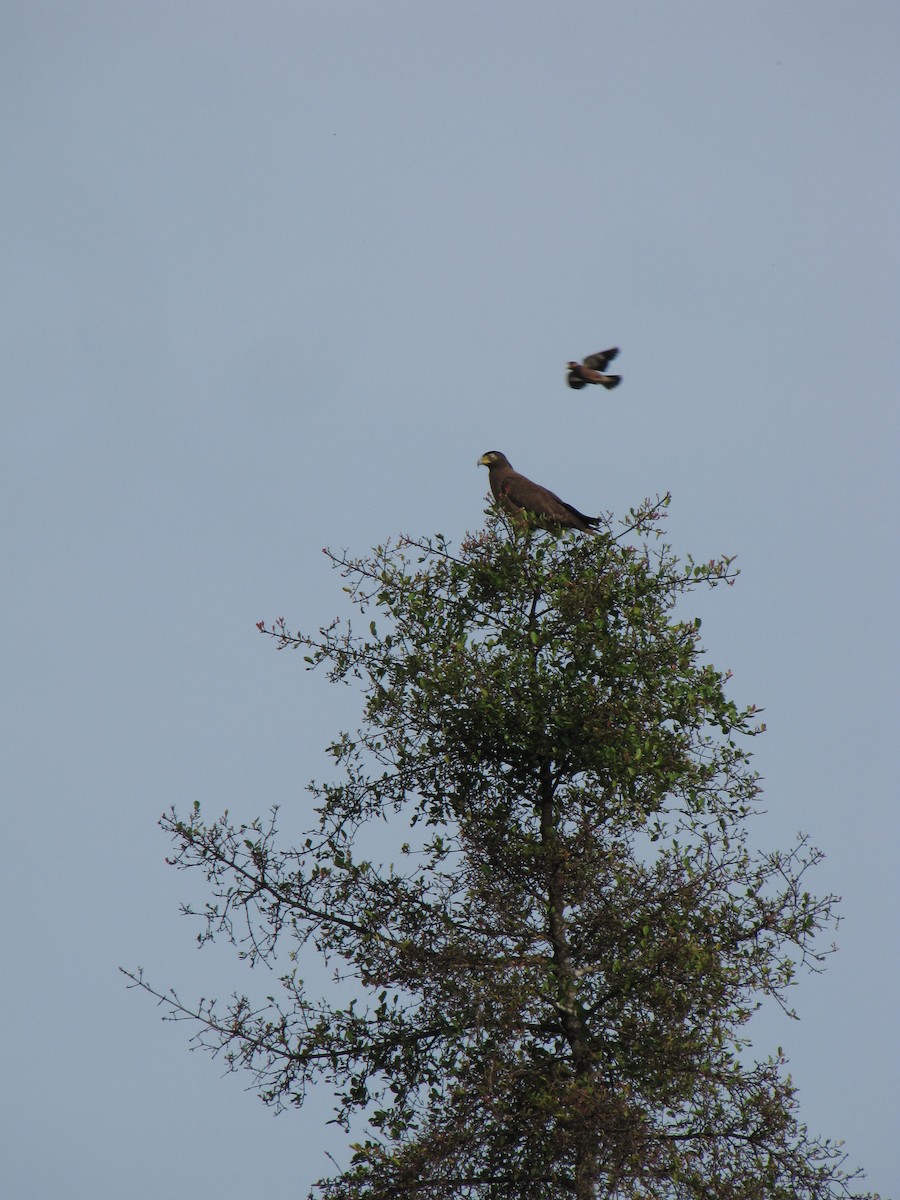 Crested Serpent-Eagle - ML226632291