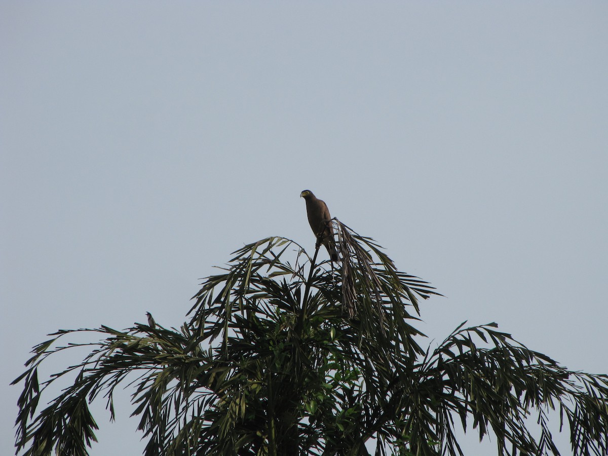 Crested Serpent-Eagle - ML226632441