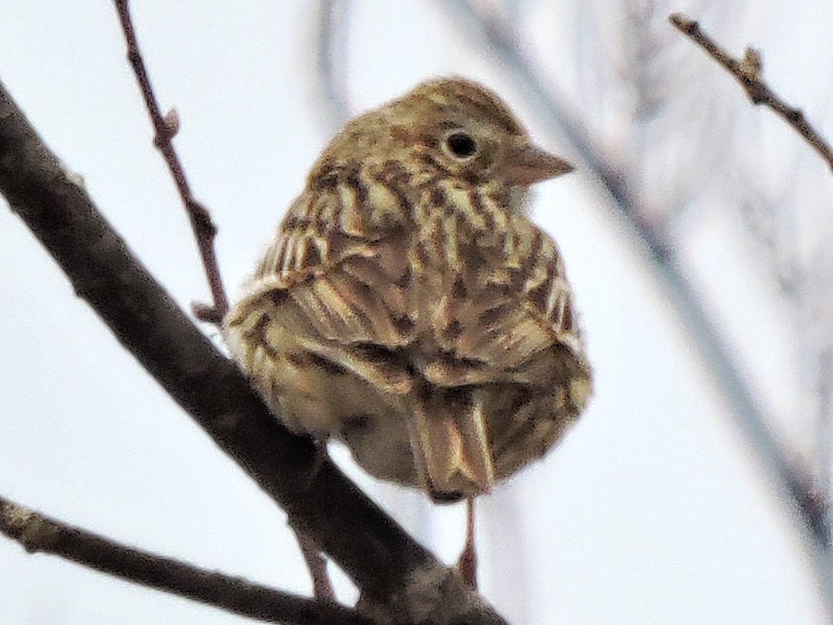 Vesper Sparrow - ML226632891