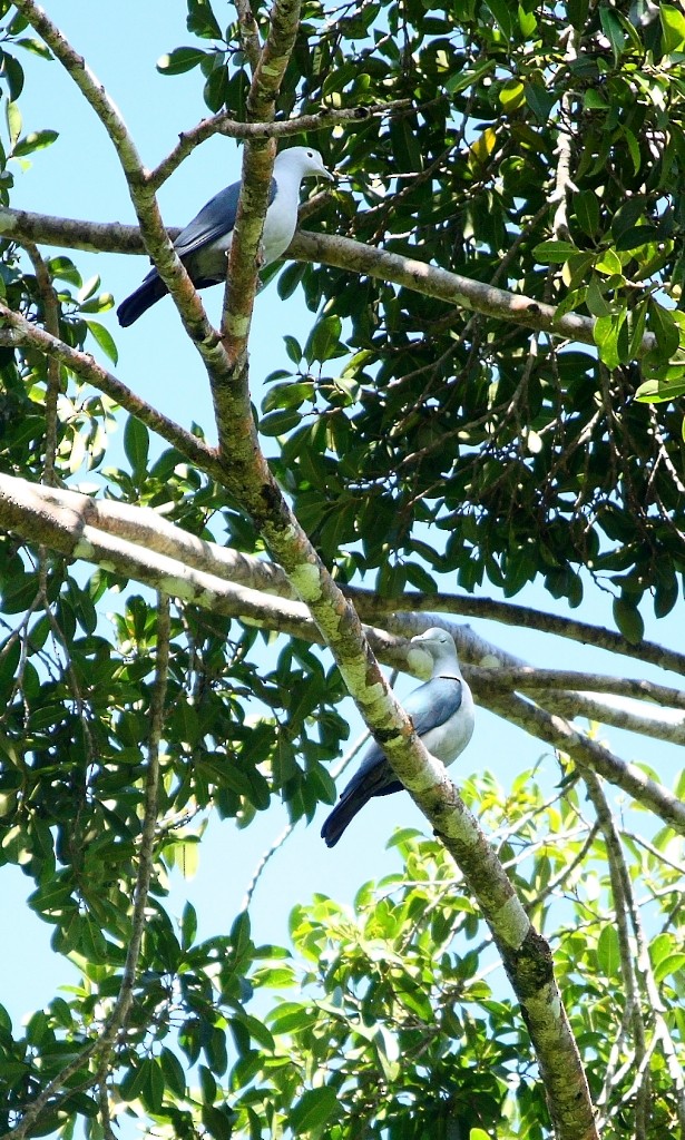 Nicobar Imperial-Pigeon - Harikrishnan S