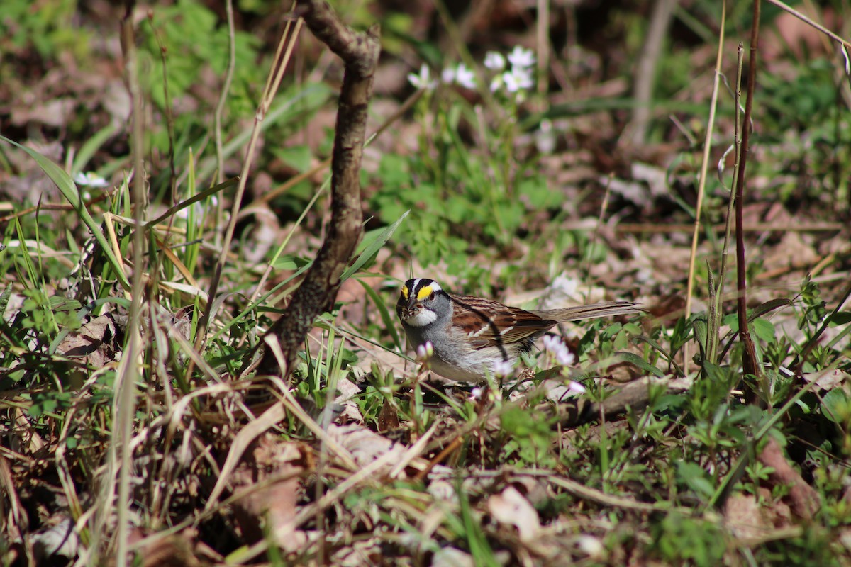 White-throated Sparrow - ML226634821