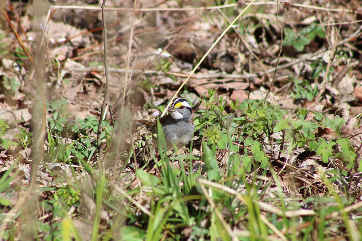 White-throated Sparrow - ML226634831