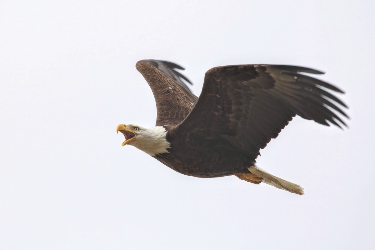 Weißkopf-Seeadler - ML226637731