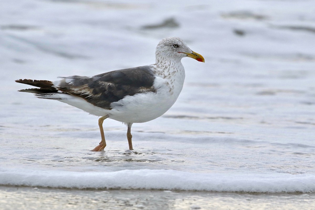 Lesser Black-backed Gull - Ryan Zucker