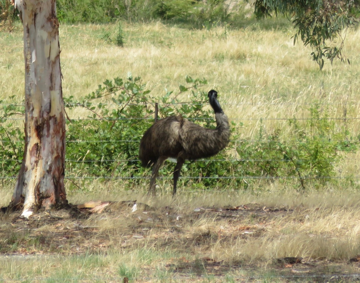 Émeu d'Australie - ML22663961