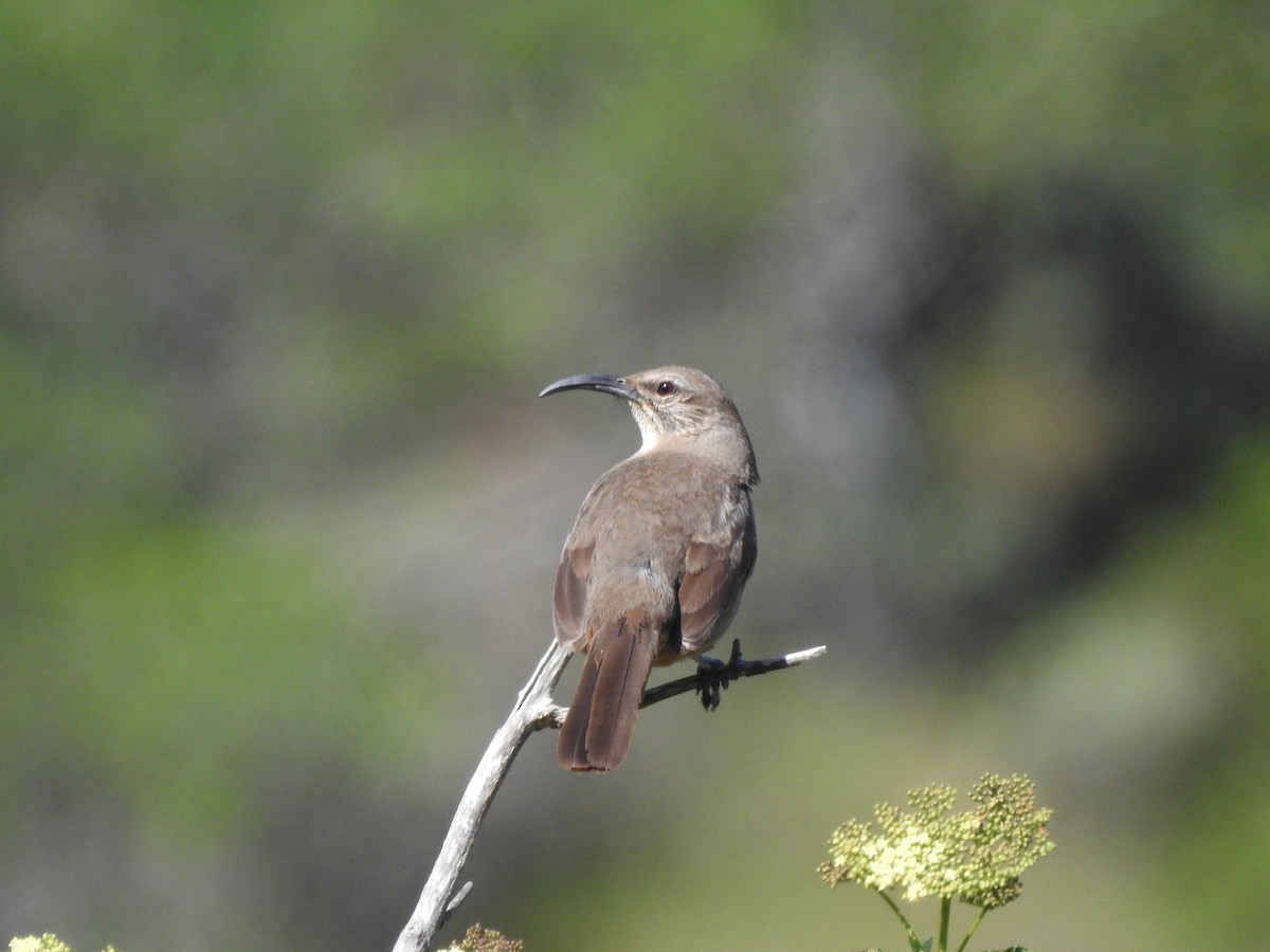 California Thrasher - ML226639851