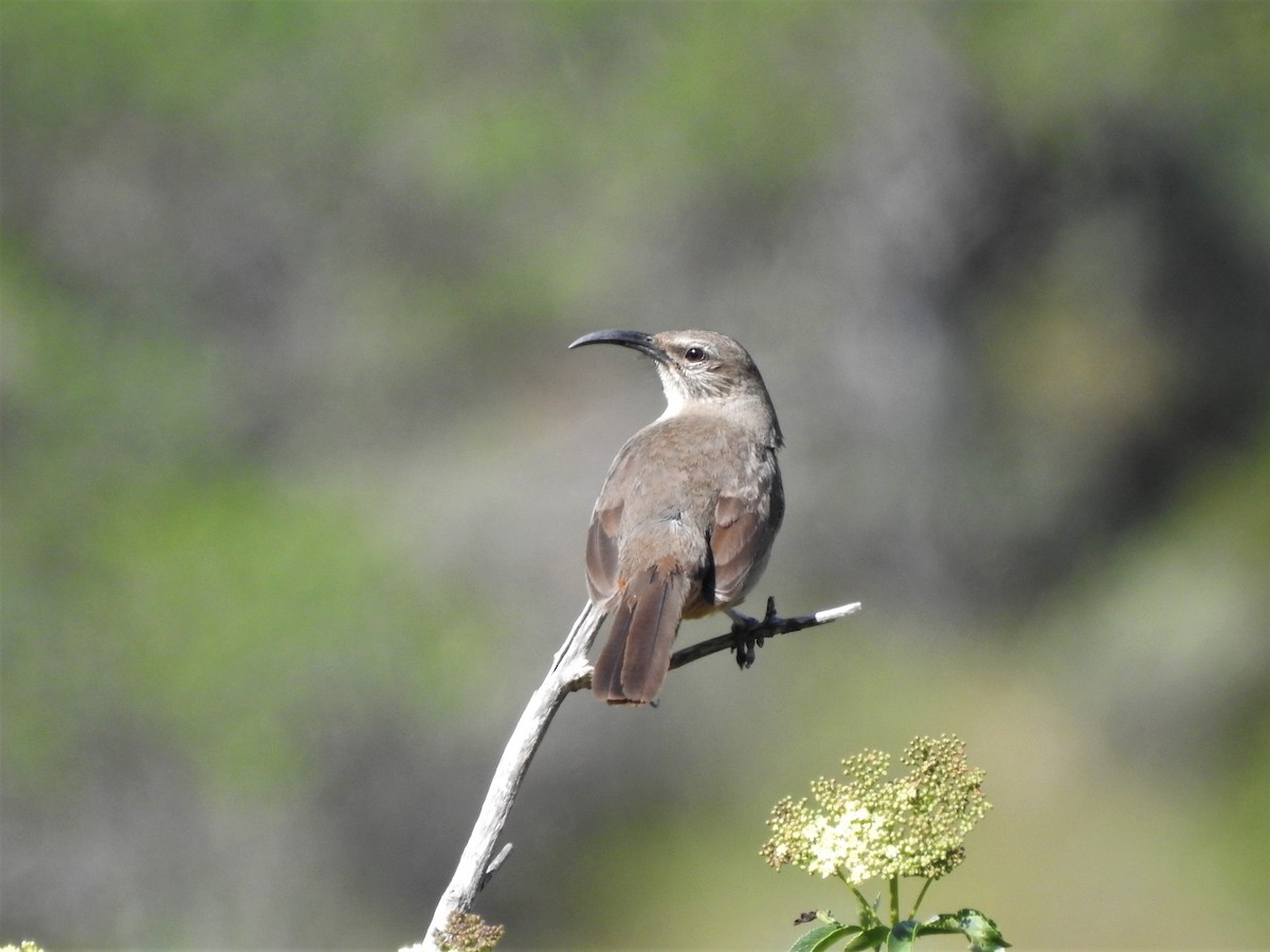 California Thrasher - ML226639941