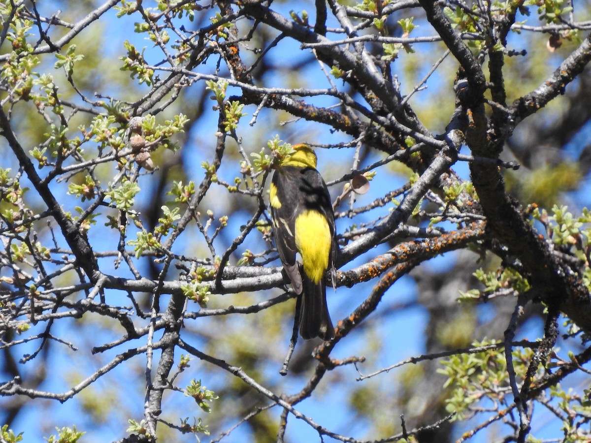 Western Tanager - ML226640271