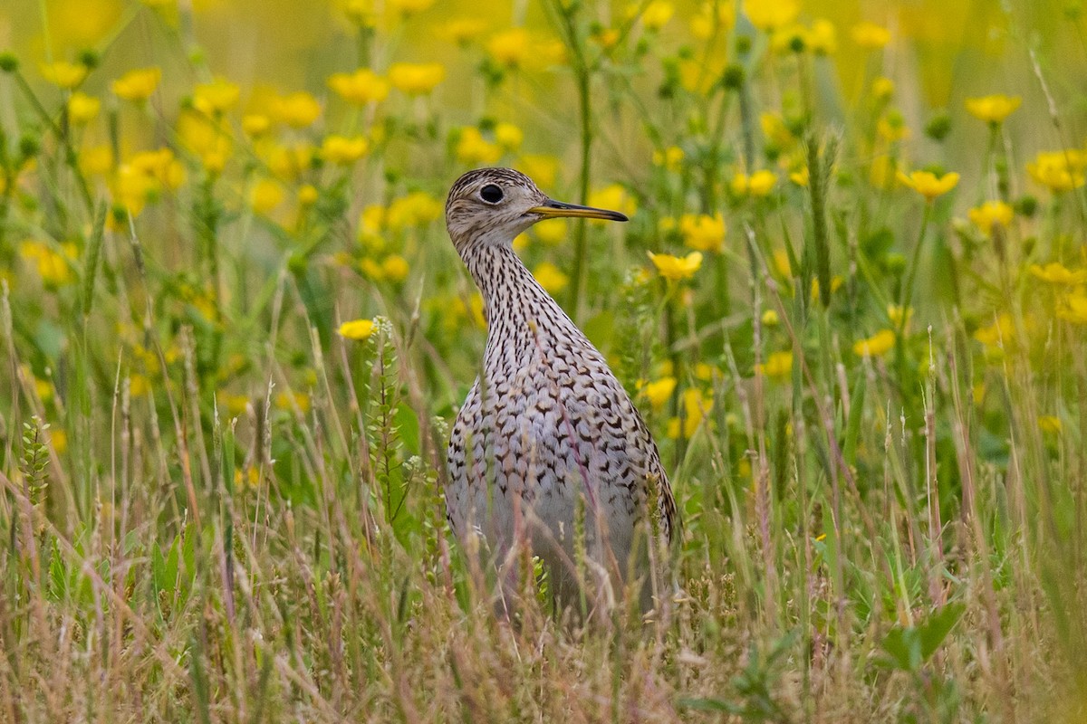 Upland Sandpiper - Victor Stoll