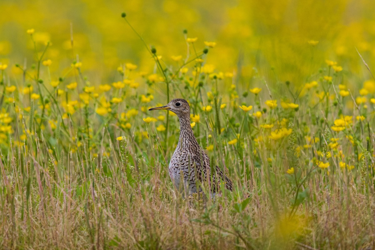 Upland Sandpiper - Victor Stoll