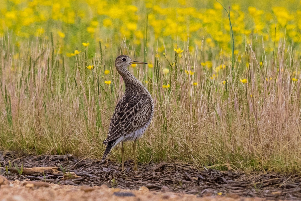 Upland Sandpiper - Victor Stoll