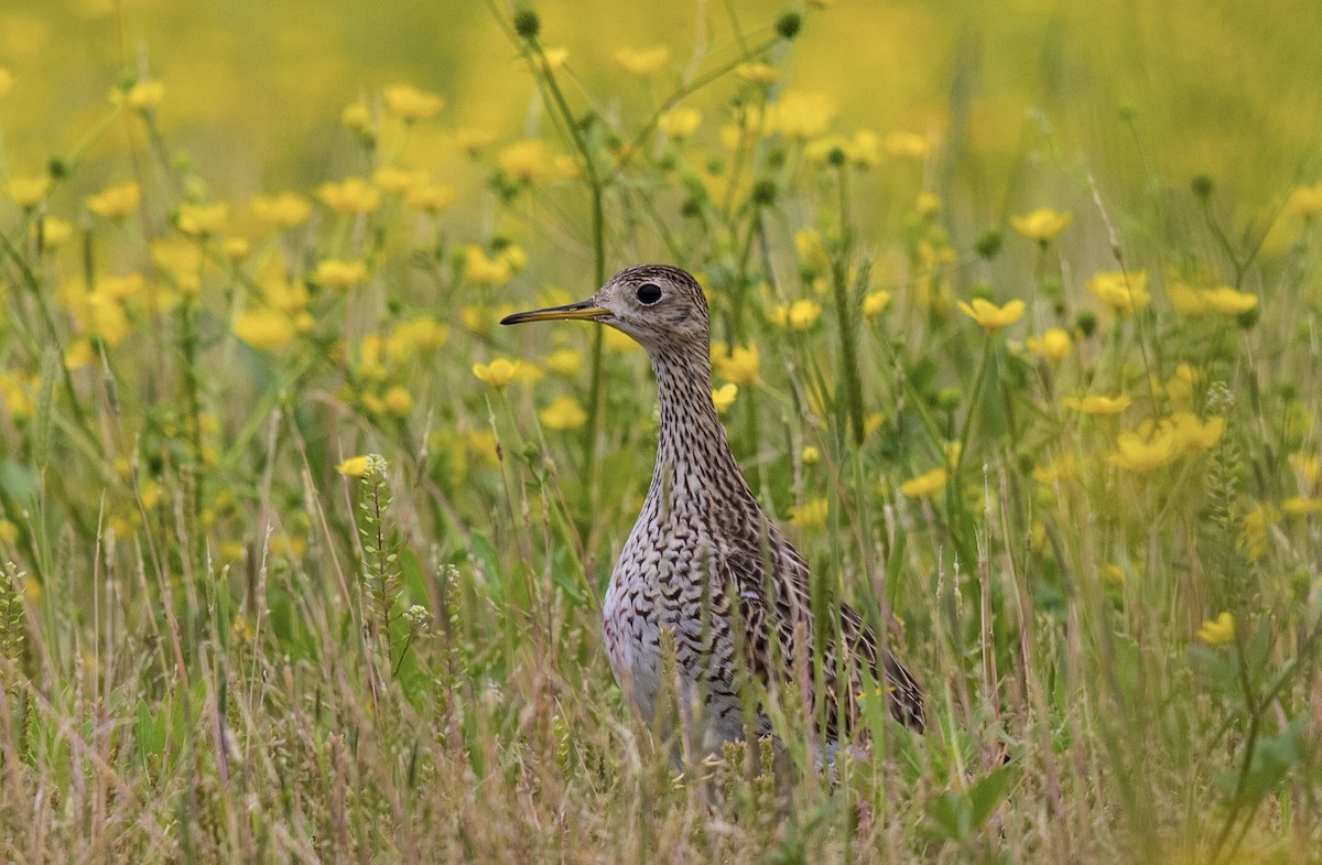 Upland Sandpiper - Victor Stoll